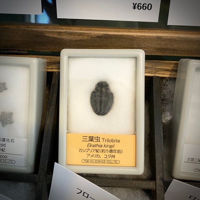 化石 | 博物趣味ラボ