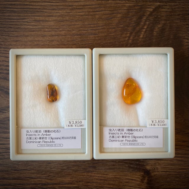 化石 | 博物趣味ラボ