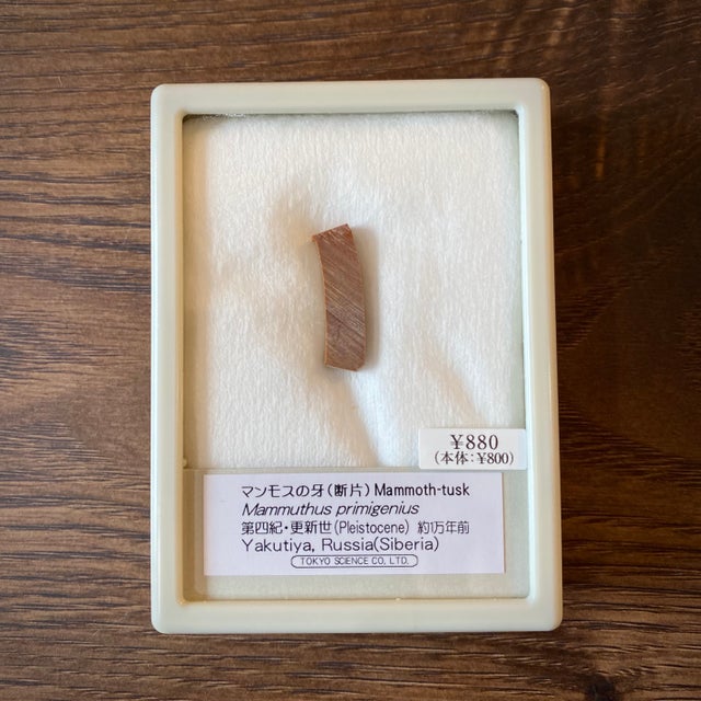 化石 | 博物趣味ラボ