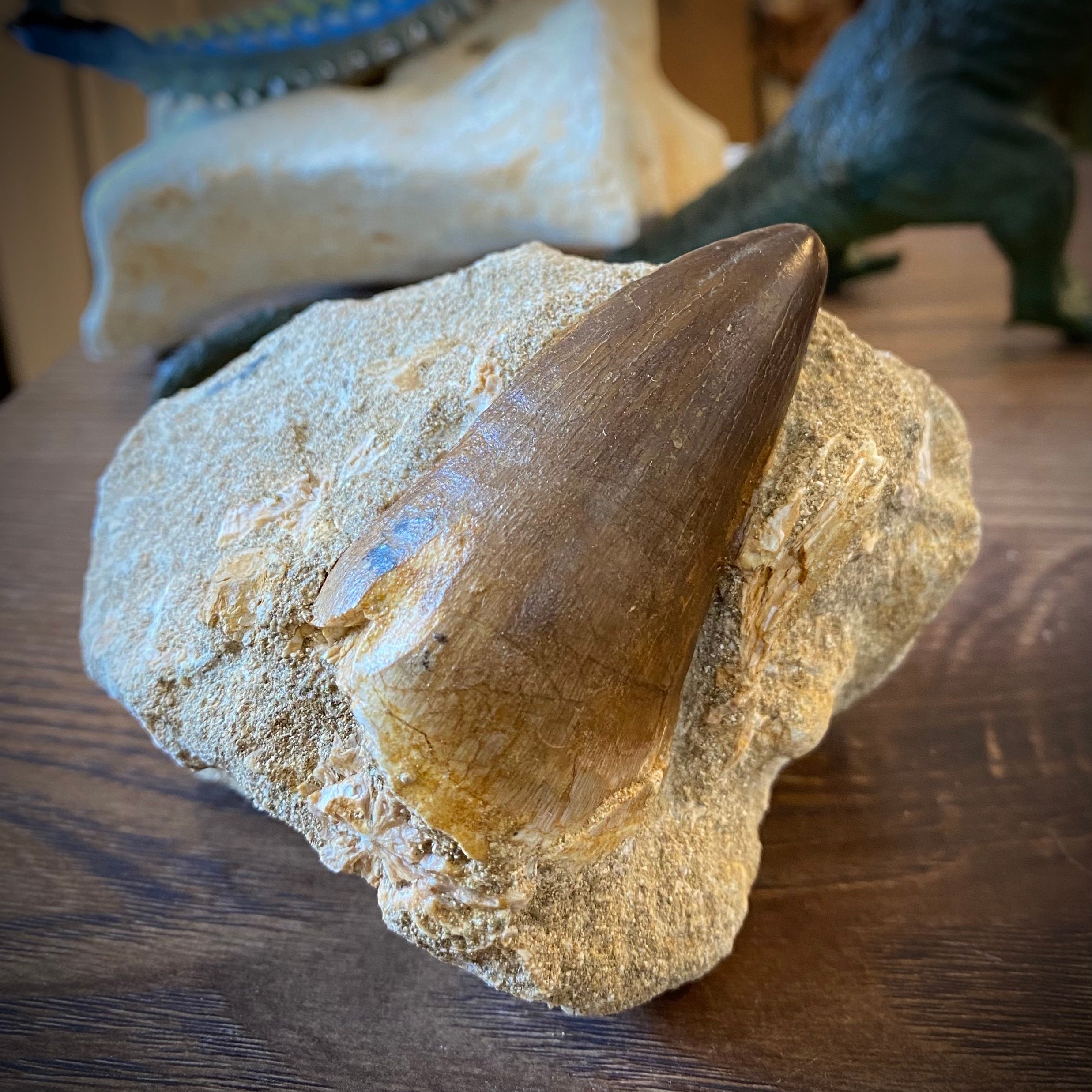 モササウルスの歯化石 モロッコ | 博物趣味ラボ