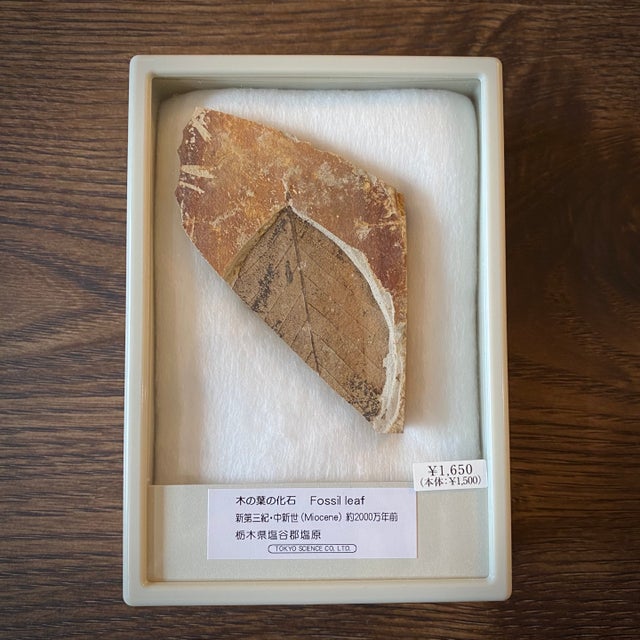 鮑の化石　レア 化石 | 博物趣味ラボ