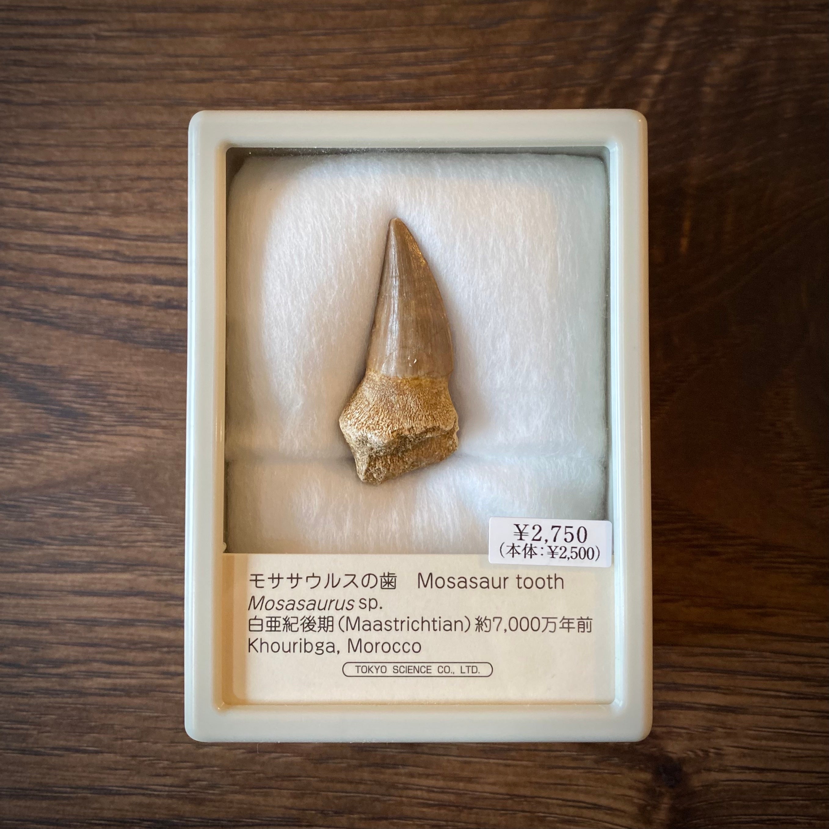 モササウルスの歯 化石 モロッコ産 約7000万年前 モササウルスの歯化石 モロッコ | 博物趣味ラボ