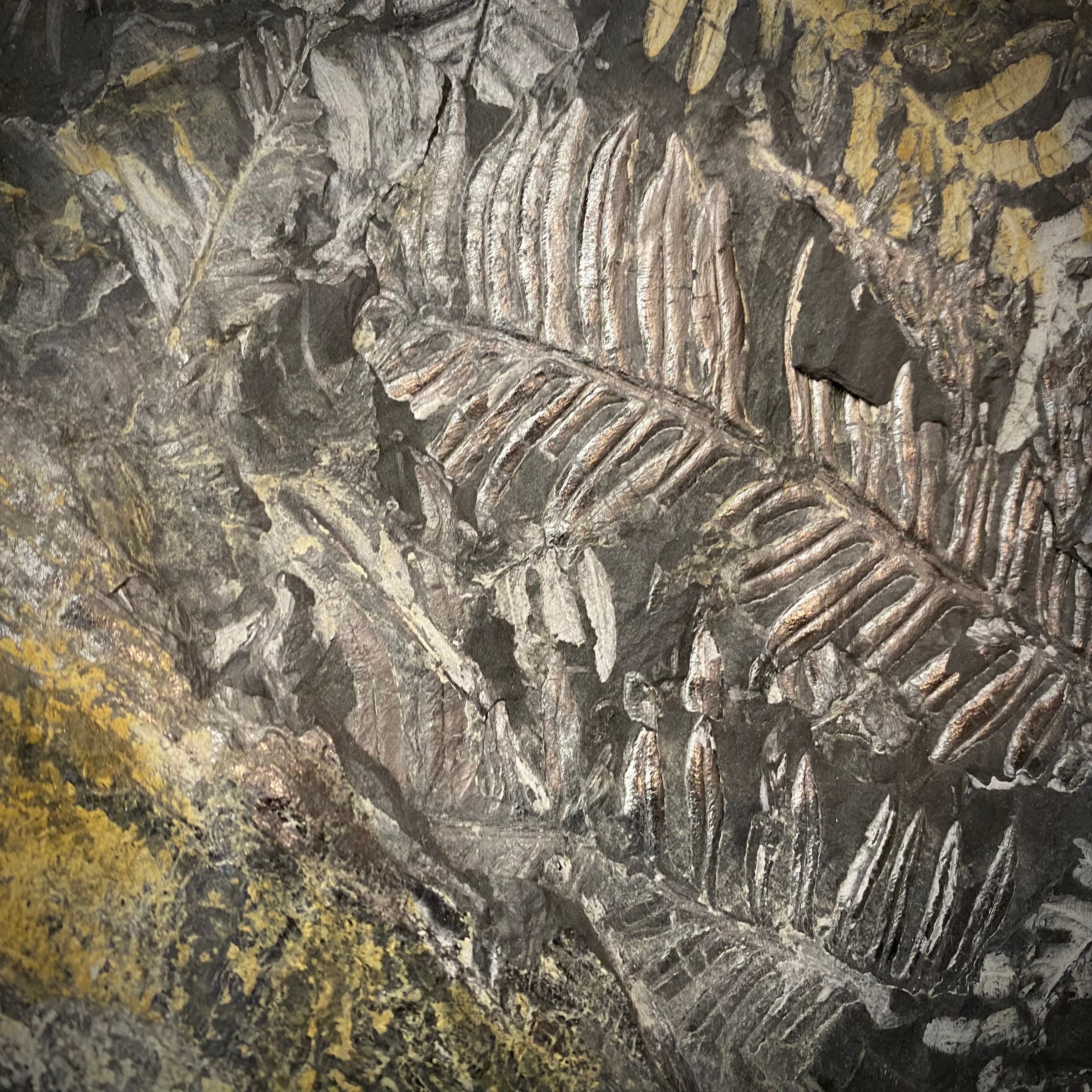 シダ種子類の化石 アメリカ | 博物趣味ラボ