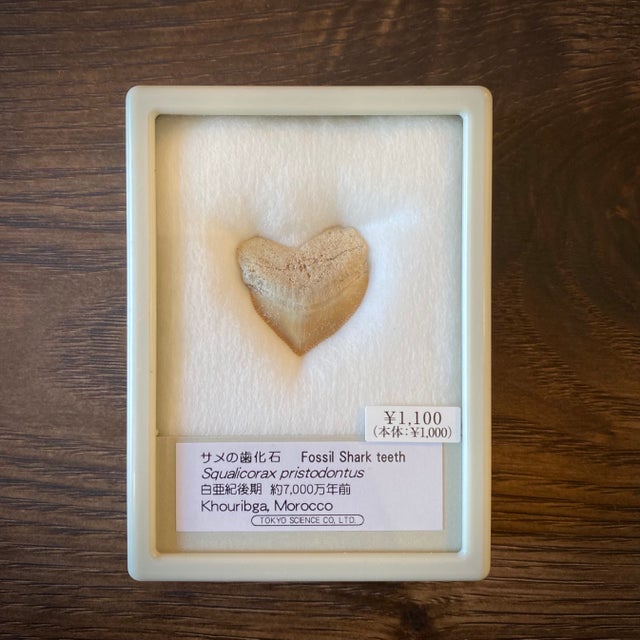 化石 | 博物趣味ラボ