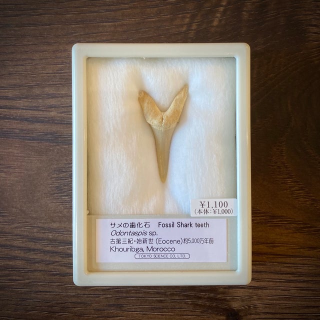 化石 | 博物趣味ラボ