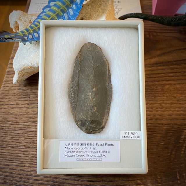 化石 | 博物趣味ラボ