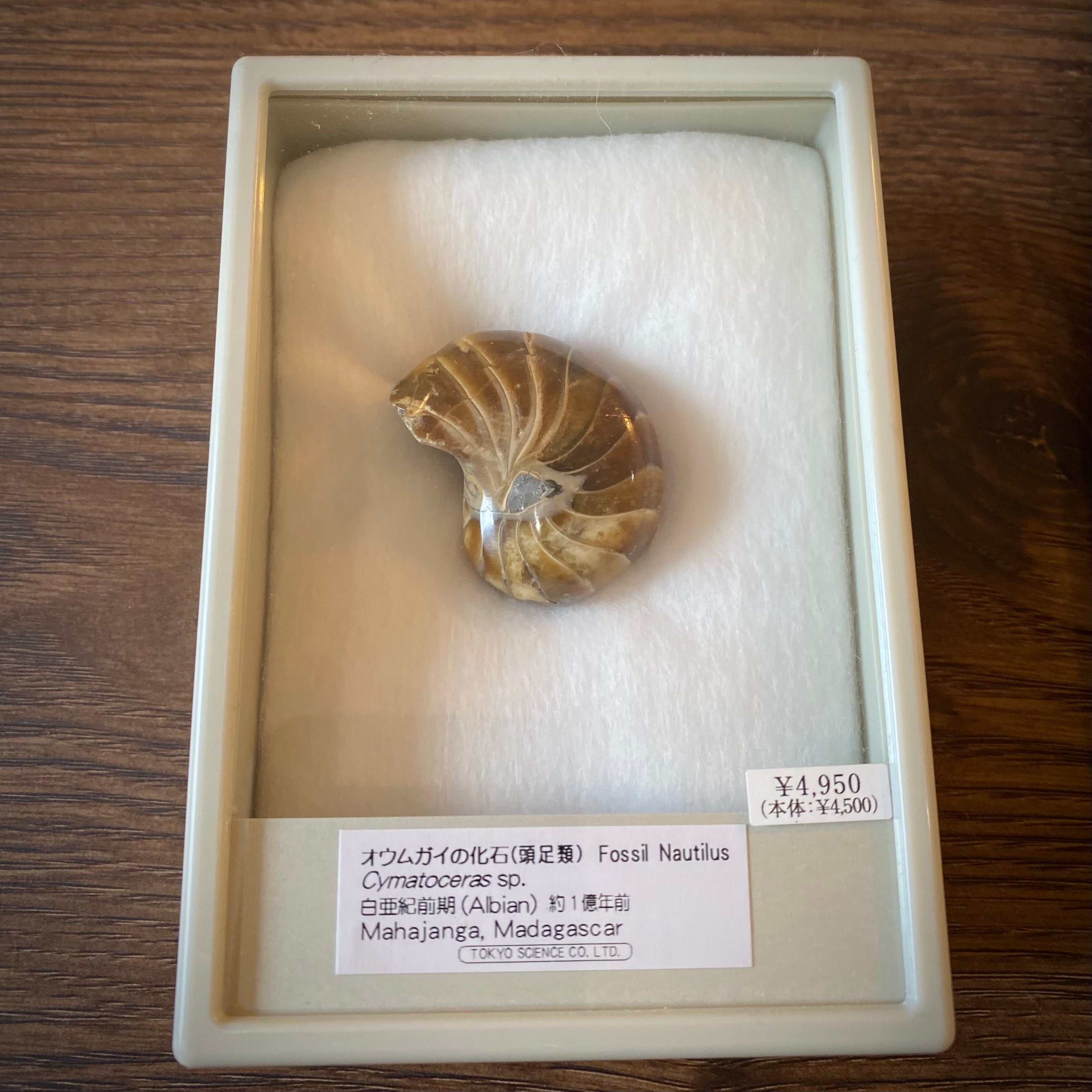 オウムガイの化石 マダガスカル | 博物趣味ラボ