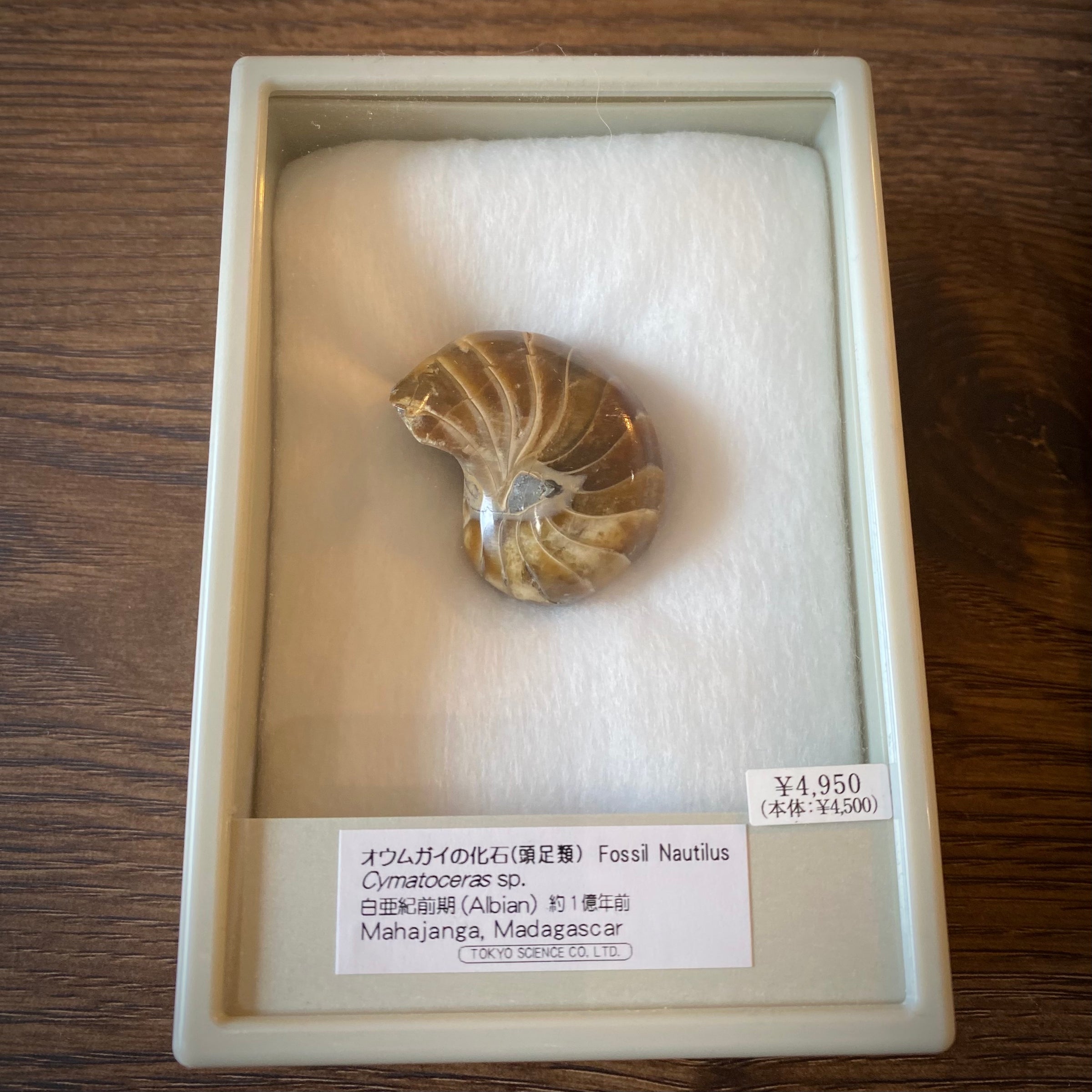 オウムガイの化石 マダガスカル | 博物趣味ラボ