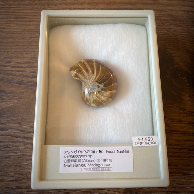 化石 | 博物趣味ラボ