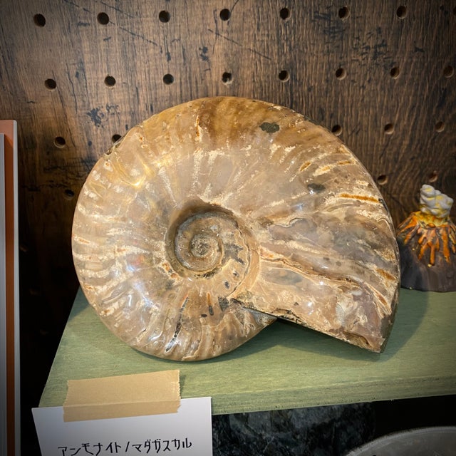 化石 | 博物趣味ラボ