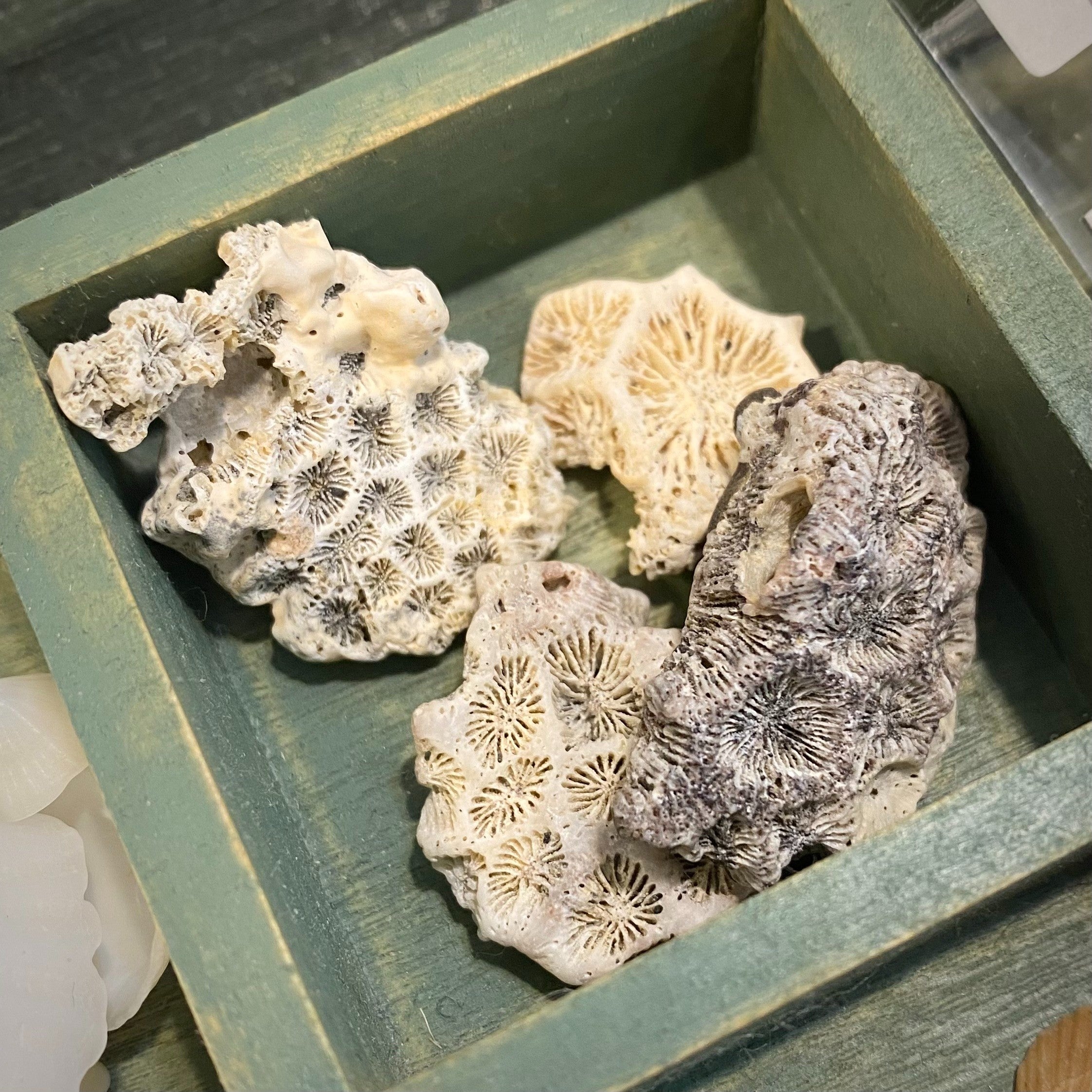 オウムガイの化石 マダガスカル | 博物趣味ラボ